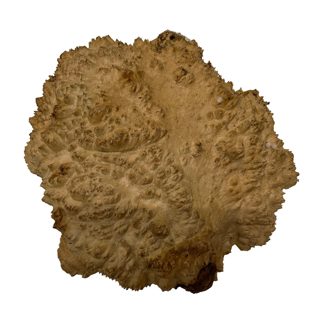 Red Mallee Burl | 13&quot; x 12&quot; x 3&quot; | 7.8 lbs - 