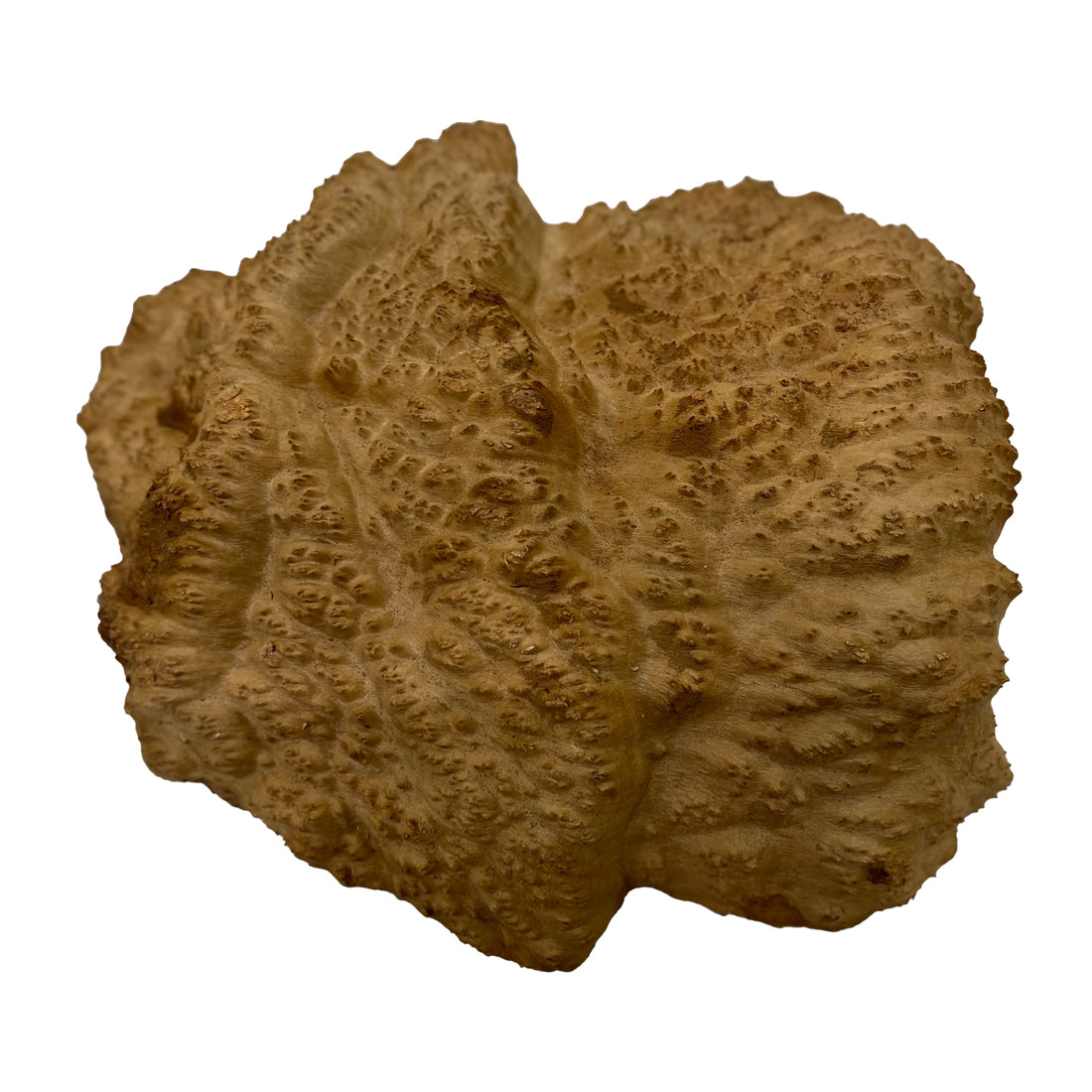 Red Mallee Burl | 14&quot; x 12&quot; x 2-1/2&quot; | 4.7 lbs - 
