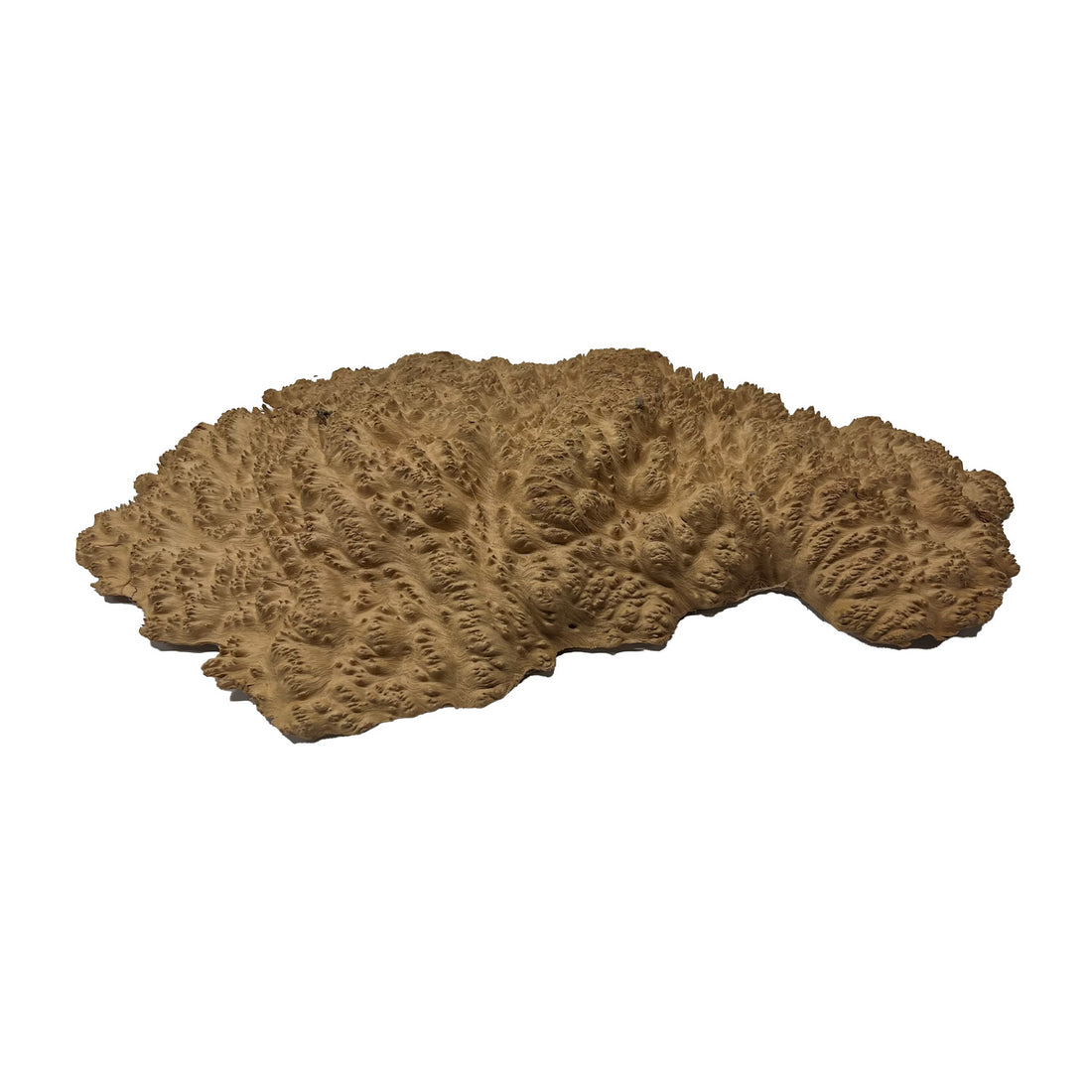 Red Mallee Burl | 20&quot; x 11&quot; x 2&quot; | 6.8 lbs - 
