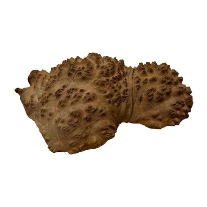Red Mallee Burl | 11&quot; x 7&quot; x 2-1/8&quot; | 2.95 lbs - 