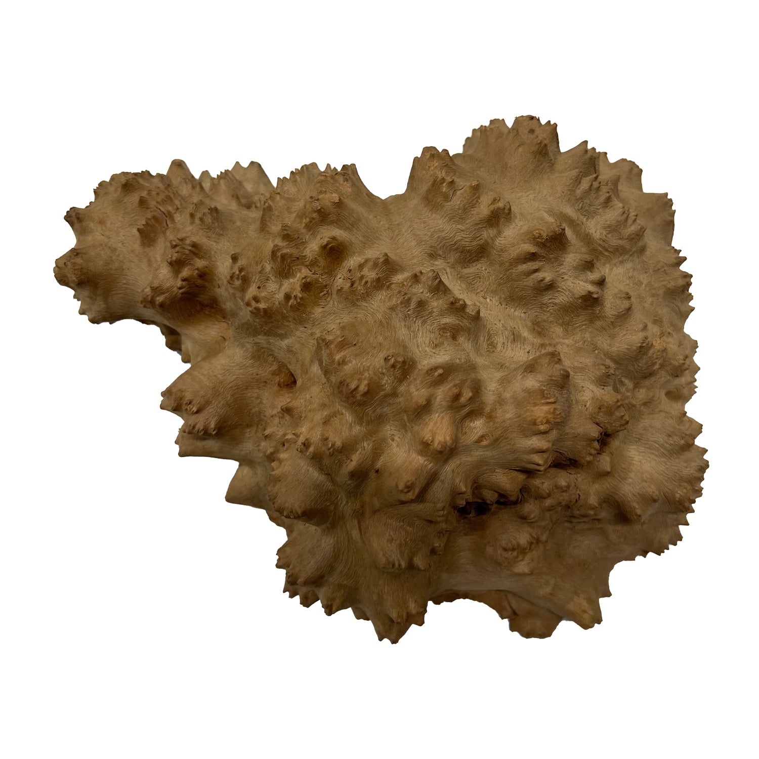 Red Mallee Burl | 10&quot; x 8&quot; x 4&quot; | 5.6 lbs - 