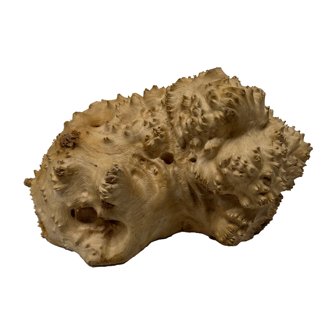 Red Mallee Burl | 9-1/2&quot; x 7&quot; x 3&quot; | 5.4 lbs - 
