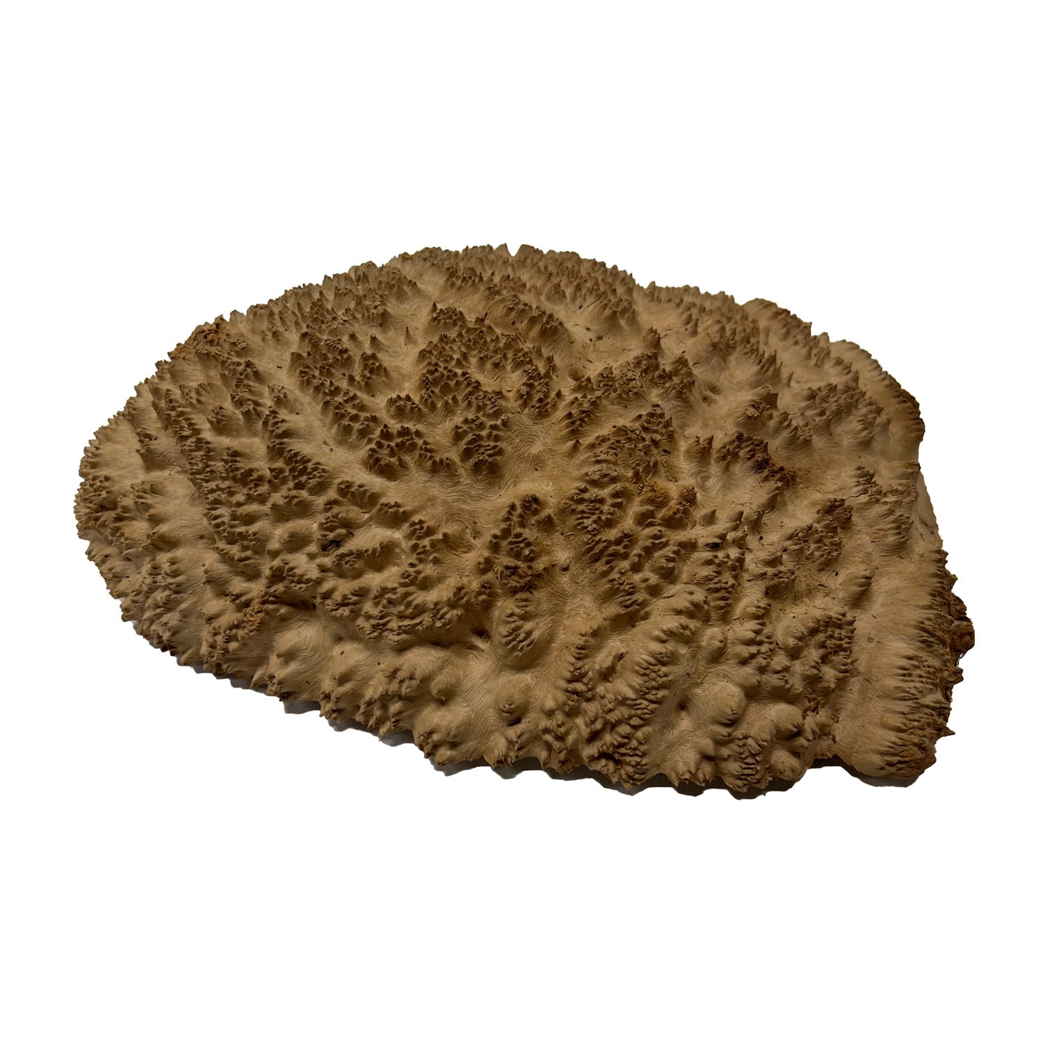Red Mallee Burl | 10&quot; x 8&quot; x 2-1/2&quot; | 4 lbs - 