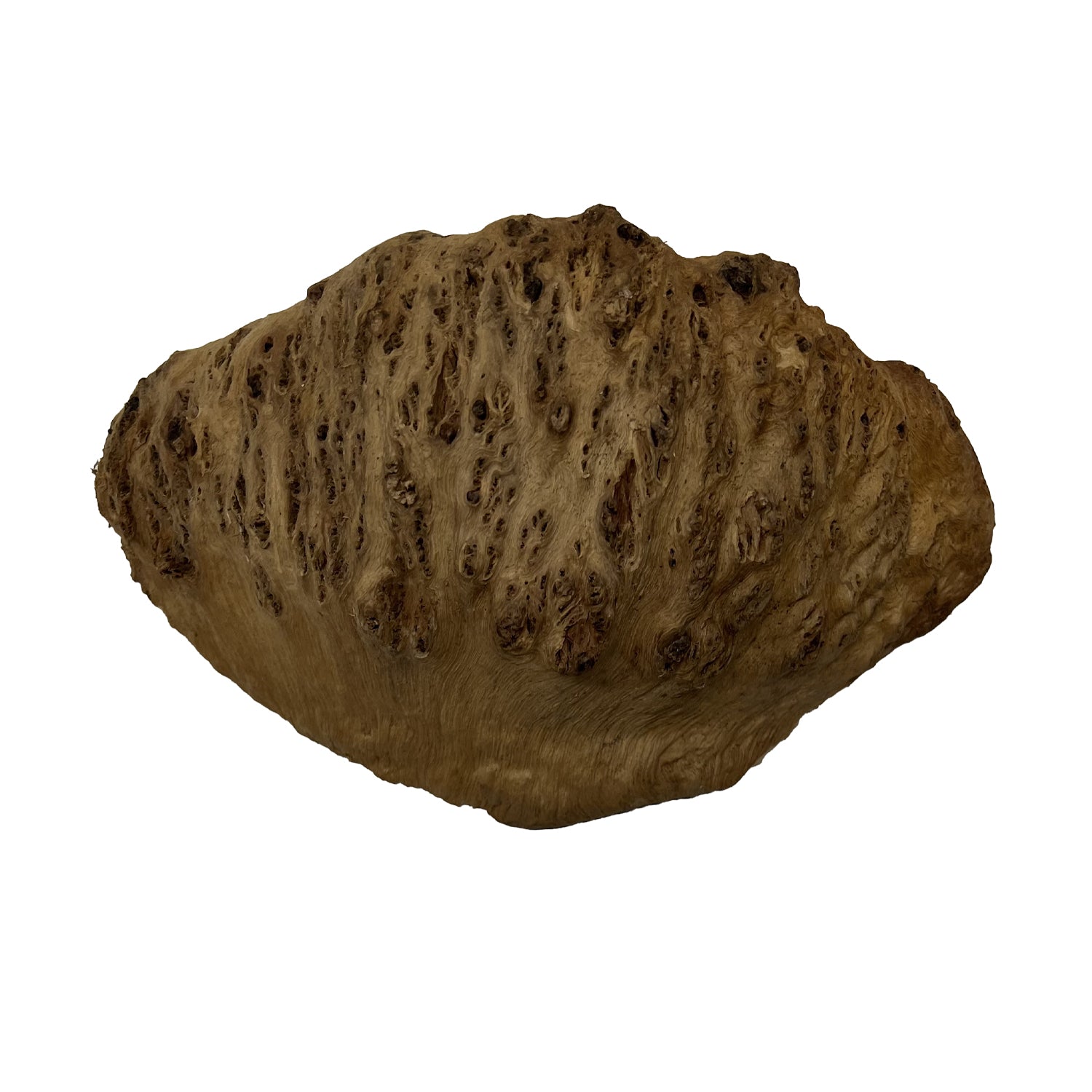 Red Coolibah Burl  | 8-1/4" x 5" x 3"| 8.75 lbs | #211 - Exotic Wood Zone - Buy online Across USA 