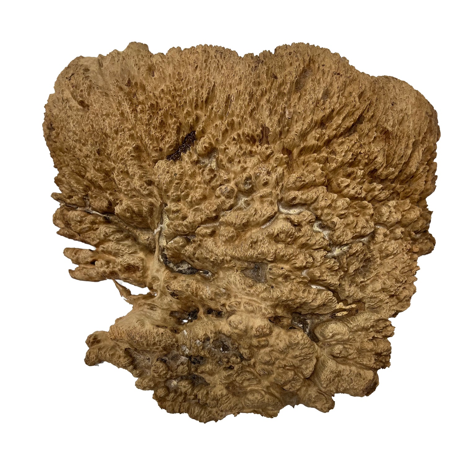 Red Mallee Burl | 23"x19"x6" | 31 Lbs #186 - Exotic Wood Zone - Buy online Across USA 