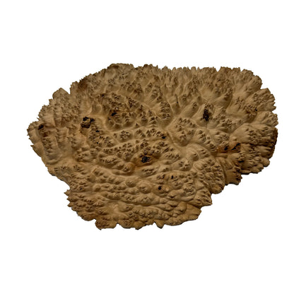 Red Mallee Burl | 9&quot;x 7&quot;x 3&quot; | 2 Lbs 