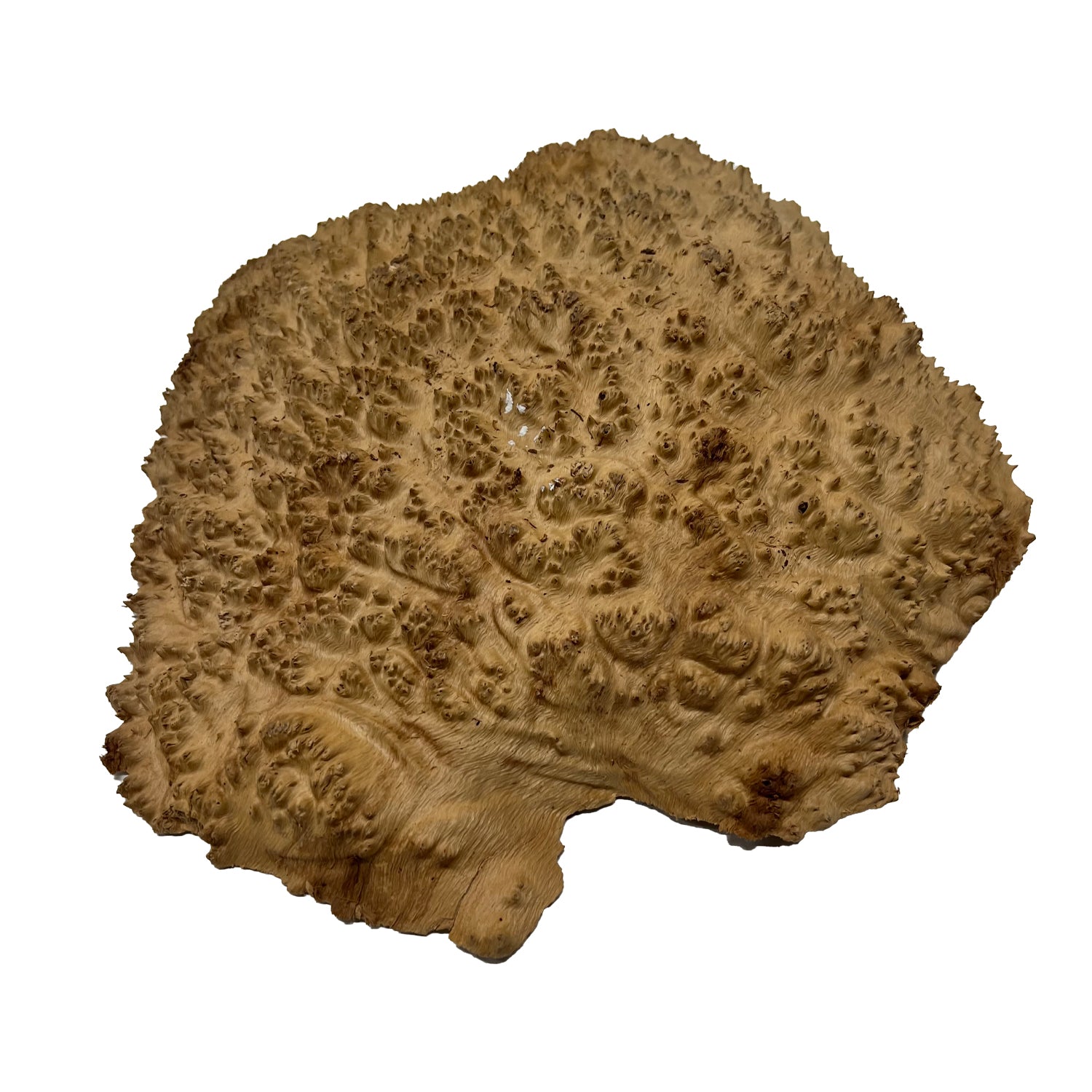 Red Mallee Burl | 11&quot;x 10&quot;x 3&quot;  | 4.2 Lbs 