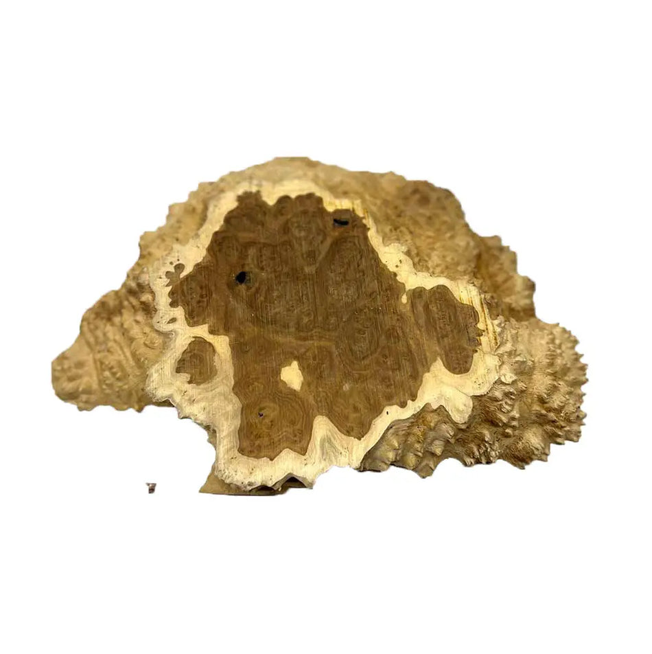 Brown Mallee Burl Cookies 5" x 8" x 1-1/4" , 7.1 lbs |  #502 - Exotic Wood Zone - Buy online Across USA 