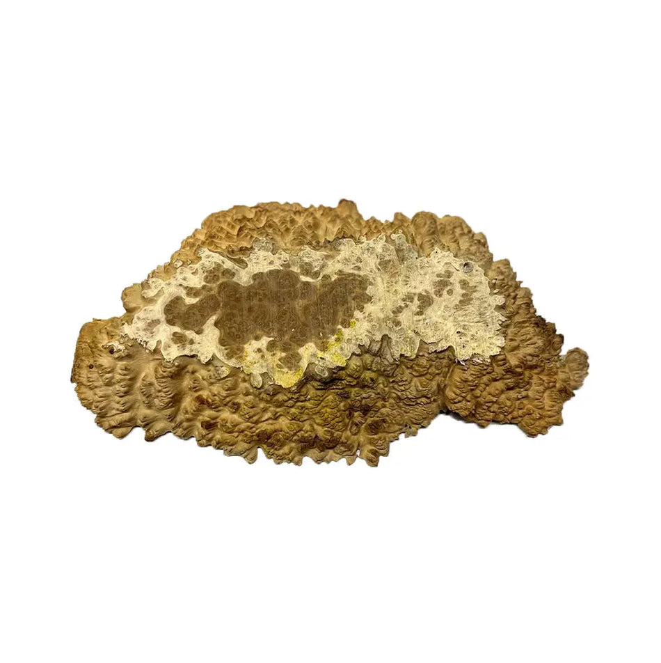 Brown Mallee Burl Cookies 6" x 11" x 1-1/4" , 2.95 lbs |  #528 - Exotic Wood Zone - Buy online Across USA 