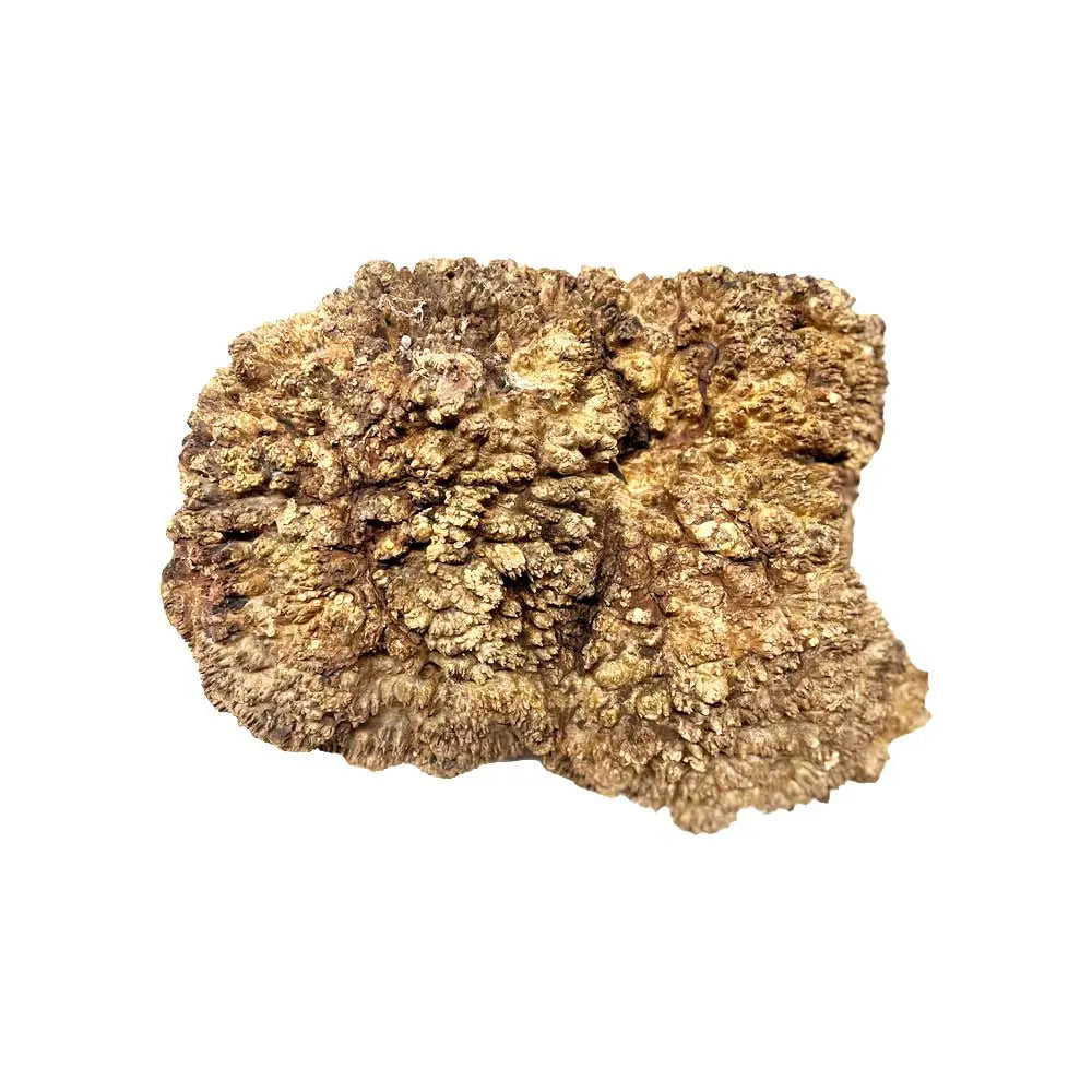 Chechen Burl Cap 17"x 10"x 6", 18 Lbs |  #624 - Exotic Wood Zone - Buy online Across USA 