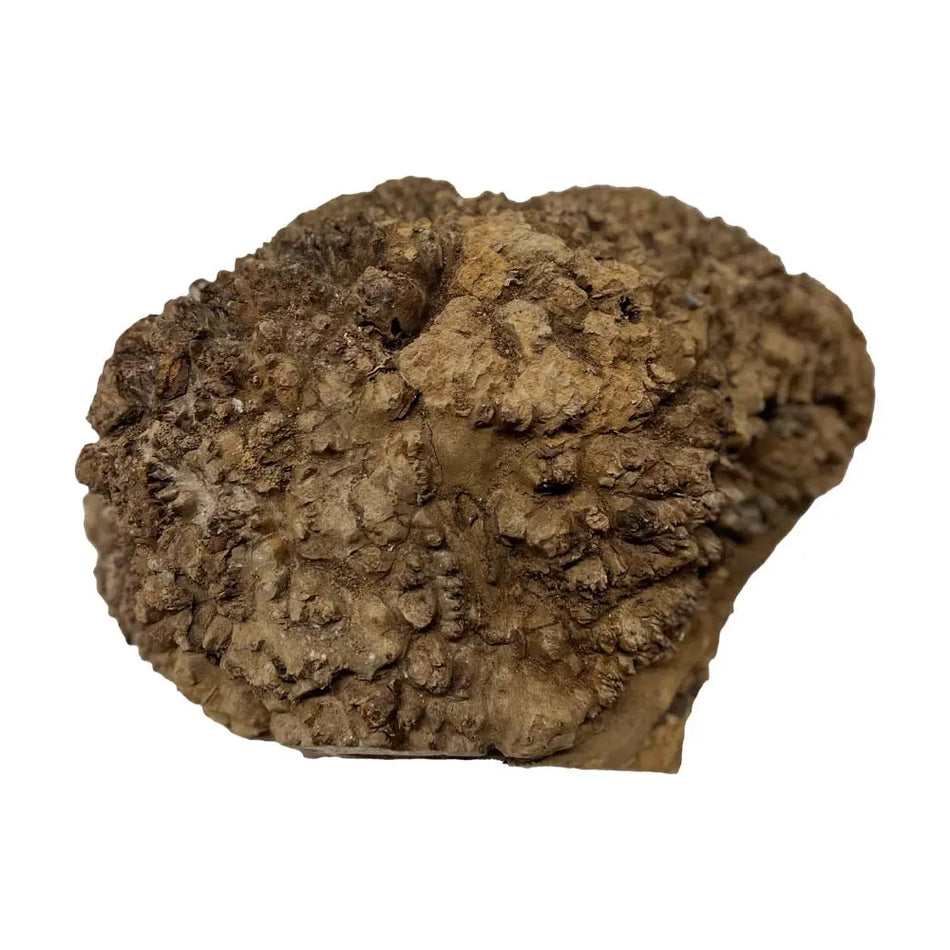 Chechen Burl Cap 14"x10"x5"	11 lbs |  #560 - Exotic Wood Zone - Buy online Across USA 