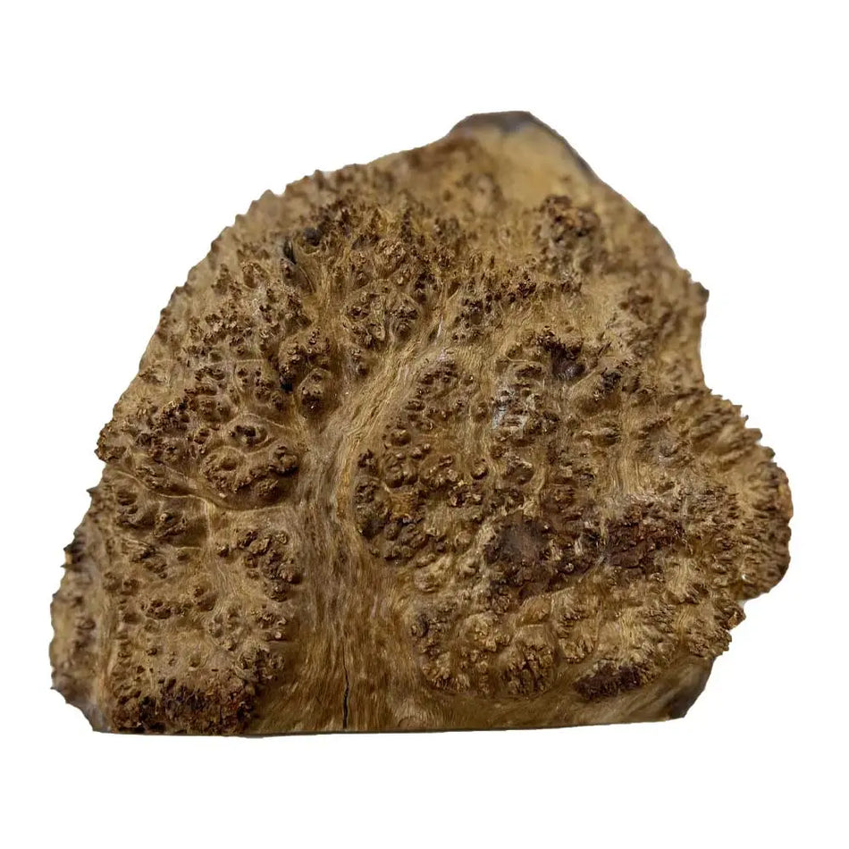 Chechen Burl Cap 10"x9"x2"	3lbs |  #567 - Exotic Wood Zone - Buy online Across USA 