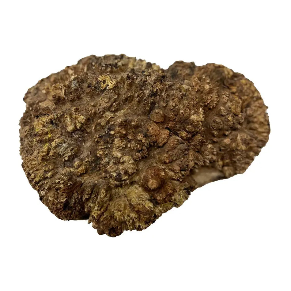 Chechen Burl Cap 12"x8"x3"	5lbs |  #570 - Exotic Wood Zone - Buy online Across USA 