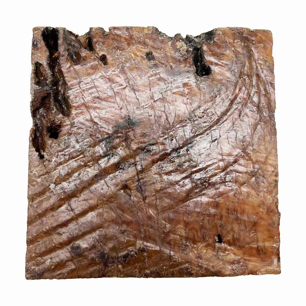 Red Coolibah Burl Bowl 6" x 6" x 3"  #215 - Exotic Wood Zone - Buy online Across USA 