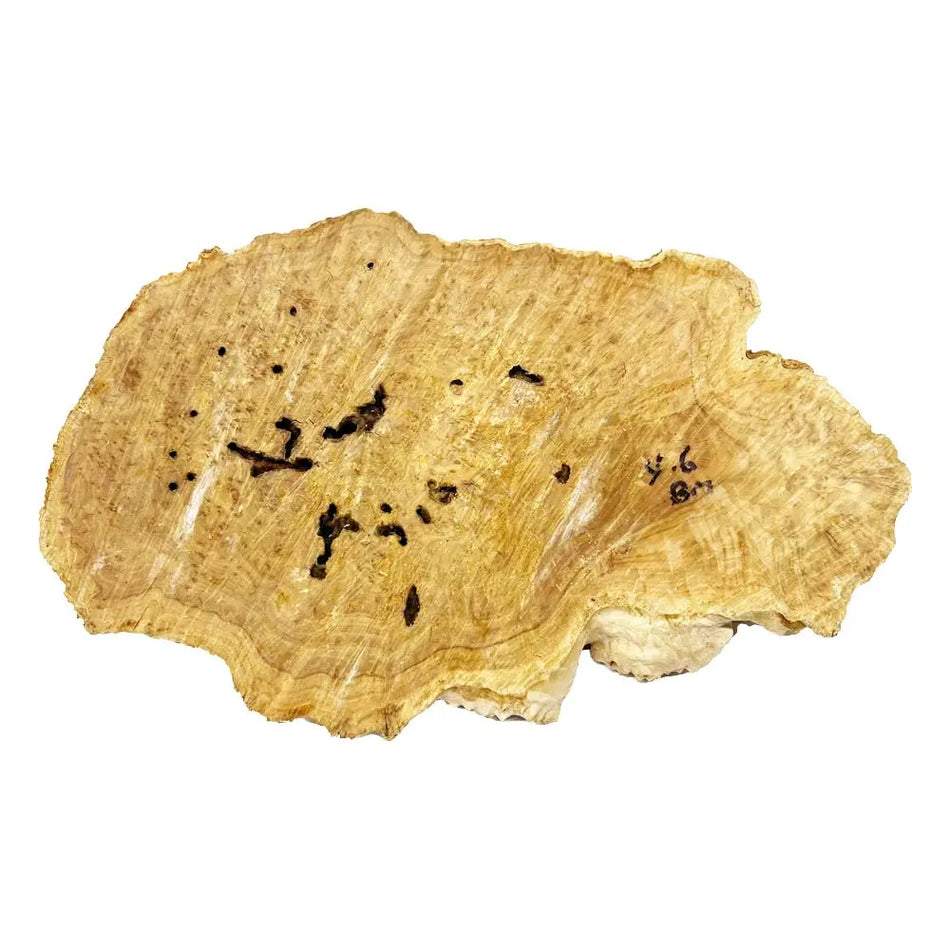 Brown Mallee Burl Cookies 8" x 13" x 1-1/4" , 4.75 lbs |  #561 - Exotic Wood Zone - Buy online Across USA 