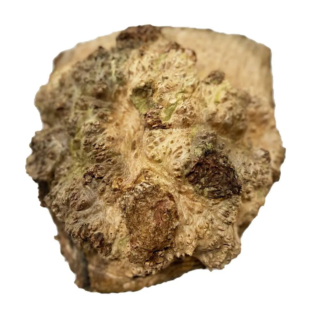 Chechen Burl Cap 9x9x3 inches, 6 Lbs |  #665 - Exotic Wood Zone - Buy online Across USA 