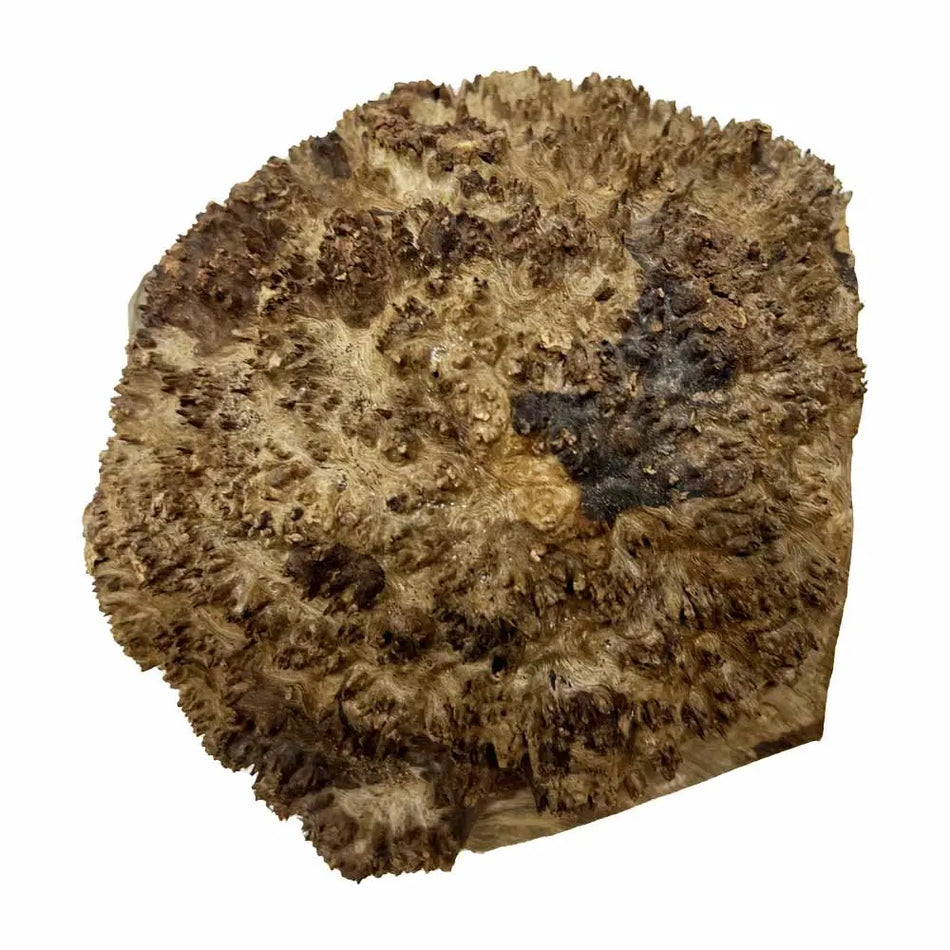 Chechen Burl Cap 6x6x3 inches, 3 lbs |  #743 - Exotic Wood Zone - Buy online Across USA 