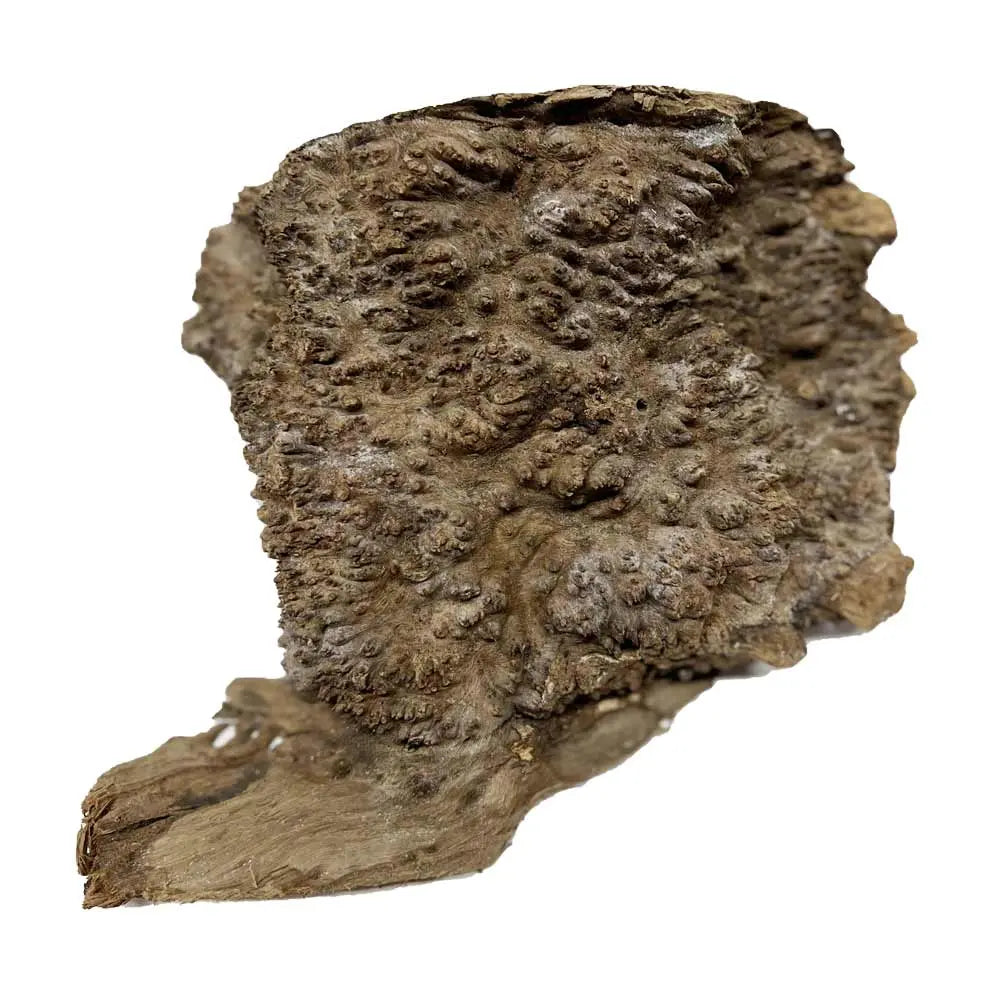 Chechen Burl Cap 9x8x5 inches, 5 lbs |  #749 - Exotic Wood Zone - Buy online Across USA 